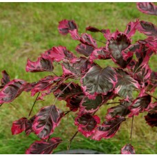 Бук лесной или европейский "Пурпуреа Триколор" ('Purpurea Tricolor')
